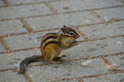 Close-up of squirrel