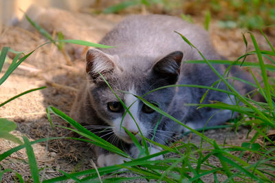 High angle view of a cat on field