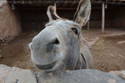 Close-up of donkey