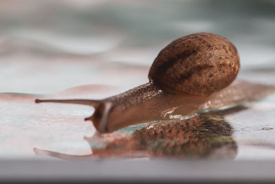 Close-up of snail on table