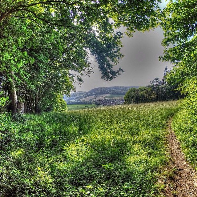 tree, tranquil scene, tranquility, scenics, grass, beauty in nature, growth, green color, nature, landscape, water, branch, field, idyllic, clear sky, sky, plant, non-urban scene, lake, green