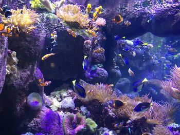 Close-up of fish swimming in aquarium