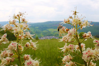 Close-up of flowering plant