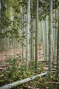 Bamboo trees in forest