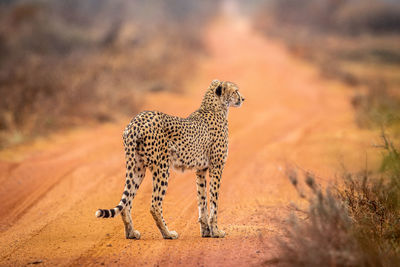 View of a cat on ground