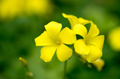 Close-up of yellow flower