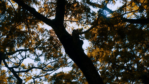 Low angle view of tree in forest against sky