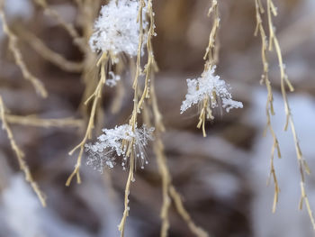 Close-up of frozen flowers