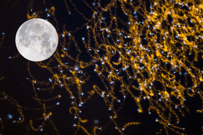 Reflection of trees in water at night