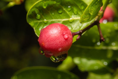 Close-up of wet red berries on plant