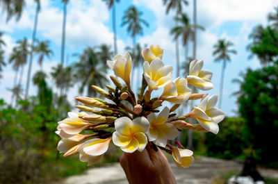 Close-up of hand holding yellow flowers