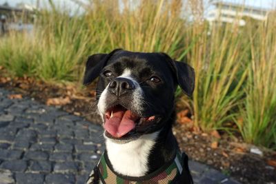 Cute dog portrait - marley - boston terrier mix 