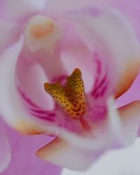 Close-up of pink flower