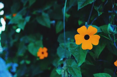 Close-up of yellow flower