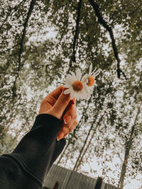 Camomile in a forest 