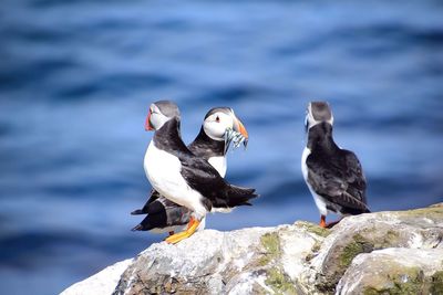 Close-up of puffins carrying fishes in beak on rock against sea