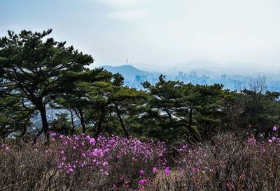 View of flower trees on landscape against blue sky