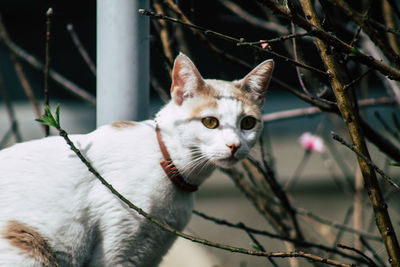 Close-up of a cat looking away