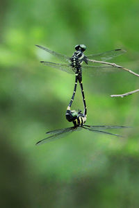 Close-up of dragonfly on plant