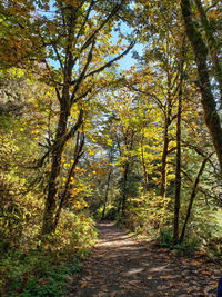 Trees in forest during autumn