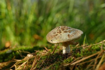 Close-up of mushroom growing on field