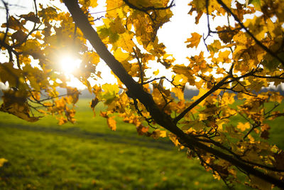 Close-up of autumn tree