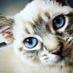 Close-up portrait of a cat