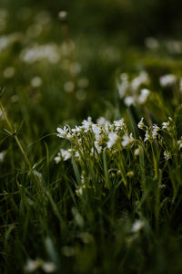 Close-up of flowering plants on land