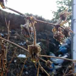 Close-up of snow on plant during winter