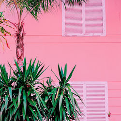 Potted plant against building