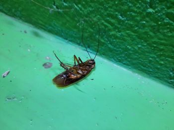 High angle view of insect in water