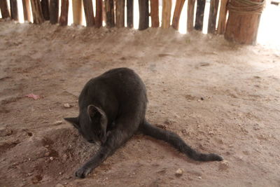 High angle view of a cat on sand