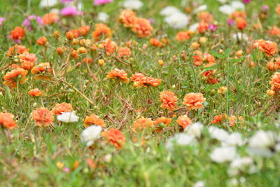 Close-up of poppy flowers blooming on field