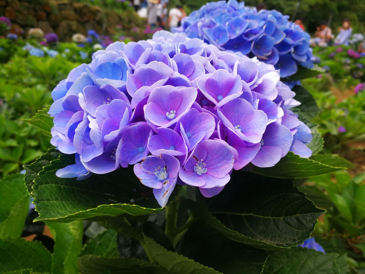 陽明山繡球花海