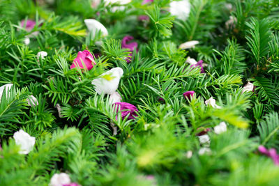 View of white flowering plants