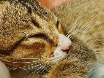 Close-up of cat sleeping