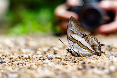 Close-up of butterfly on land