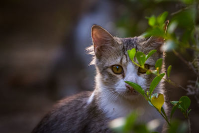 Close-up of cat