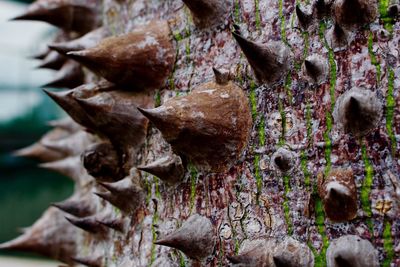 Close-up of thorns on tree trunk