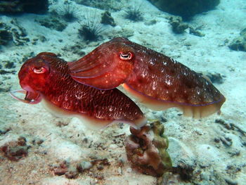 Close-up of fish swimming in sea