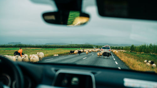 View of horse in car