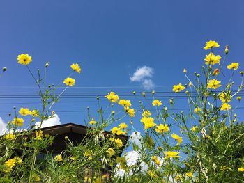 Yellow flowering plants on field against blue sky