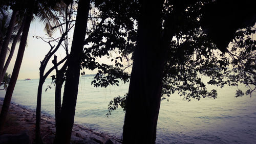 Silhouette trees on beach against sky