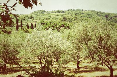 Plants growing on tree