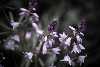 Close-up of purple flowering plants