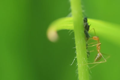 Close-up of insect on plant