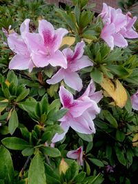 Close-up of pink flowers blooming outdoors