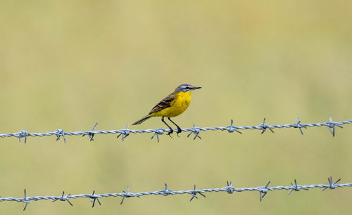 Bird perching on barbed wire