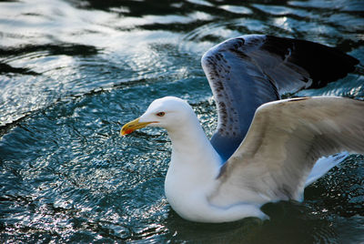 Close-up of seagull flying over lake