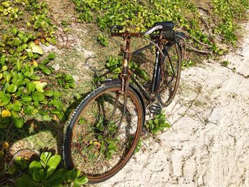 Bicycle wheel against plants